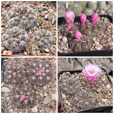 LOT1014  20 SEEDS/20 СЕМЕНА   Gymnocalycium ferrari VG194 -Selected form-  2025