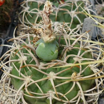 LOT1015  20 SEEDS/20 СЕМЕНА   Gymnocalycium ferox GN396-1311  2025