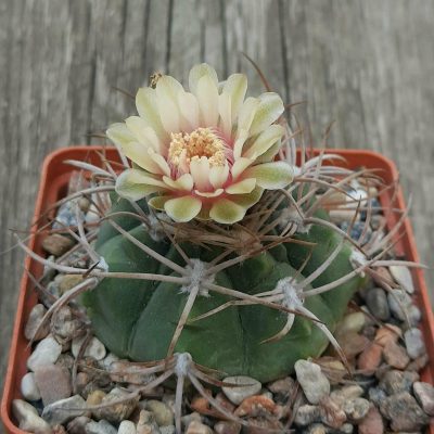 LOT1016  20 SEEDS/20 СЕМЕНА   Gymnocalycium mazanense VG383A  2025