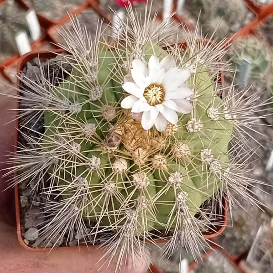 LOT1017 20 SEEDS/20 СЕМЕНА Gymnocalycium chacoense VoS260 2025 - Image 2