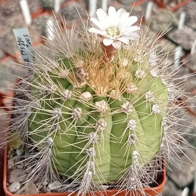 LOT1017  20 SEEDS/20 СЕМЕНА   Gymnocalycium chacoense VoS260    2025