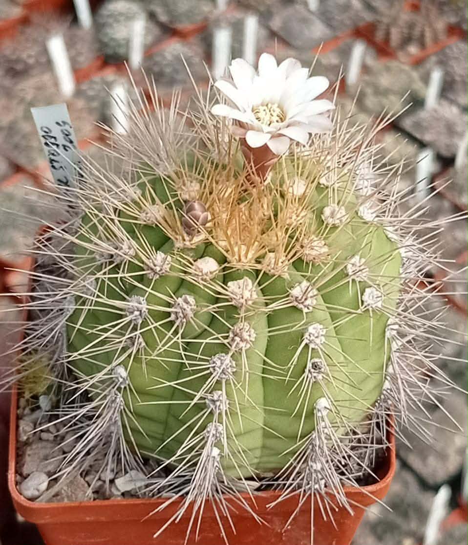 LOT1017 20 SEEDS/20 СЕМЕНА Gymnocalycium chacoense VoS260 2025