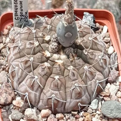 LOT1018  20 SEEDS/20 СЕМЕНА   Gymnocalycium bodenbenderianum v. paucispinum f. platygonum   VG065/1  2025