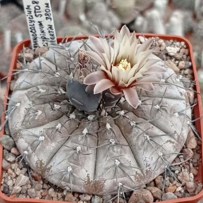 LOT1019  20 SEEDS/20 СЕМЕНА   Gymnocalycium bodenbenderianum v. paucispinum  STO88-121  2025