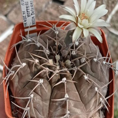 LOT1020  20 SEEDS/20 СЕМЕНА   Gymnocalycium vatteri v.altautiniense VG299  2025
