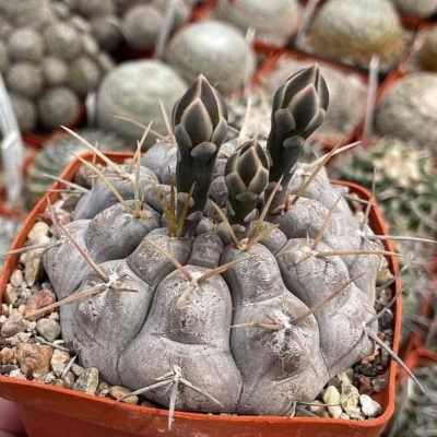 LOT1021  20 SEEDS/20 СЕМЕНА   Gymnocalycium fischeri LB3263  2025