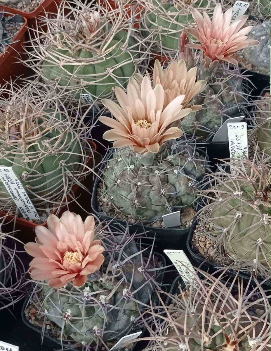 LOT1022 20 SEEDS/20 СЕМЕНА Gymnocalycium fischeri JO1441.1 2025 - Image 3