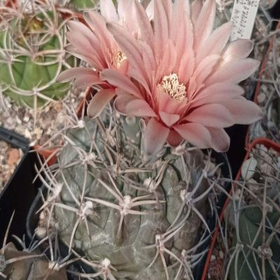 LOT1022  20 SEEDS/20 СЕМЕНА   Gymnocalycium fischeri JO1441.1  2025