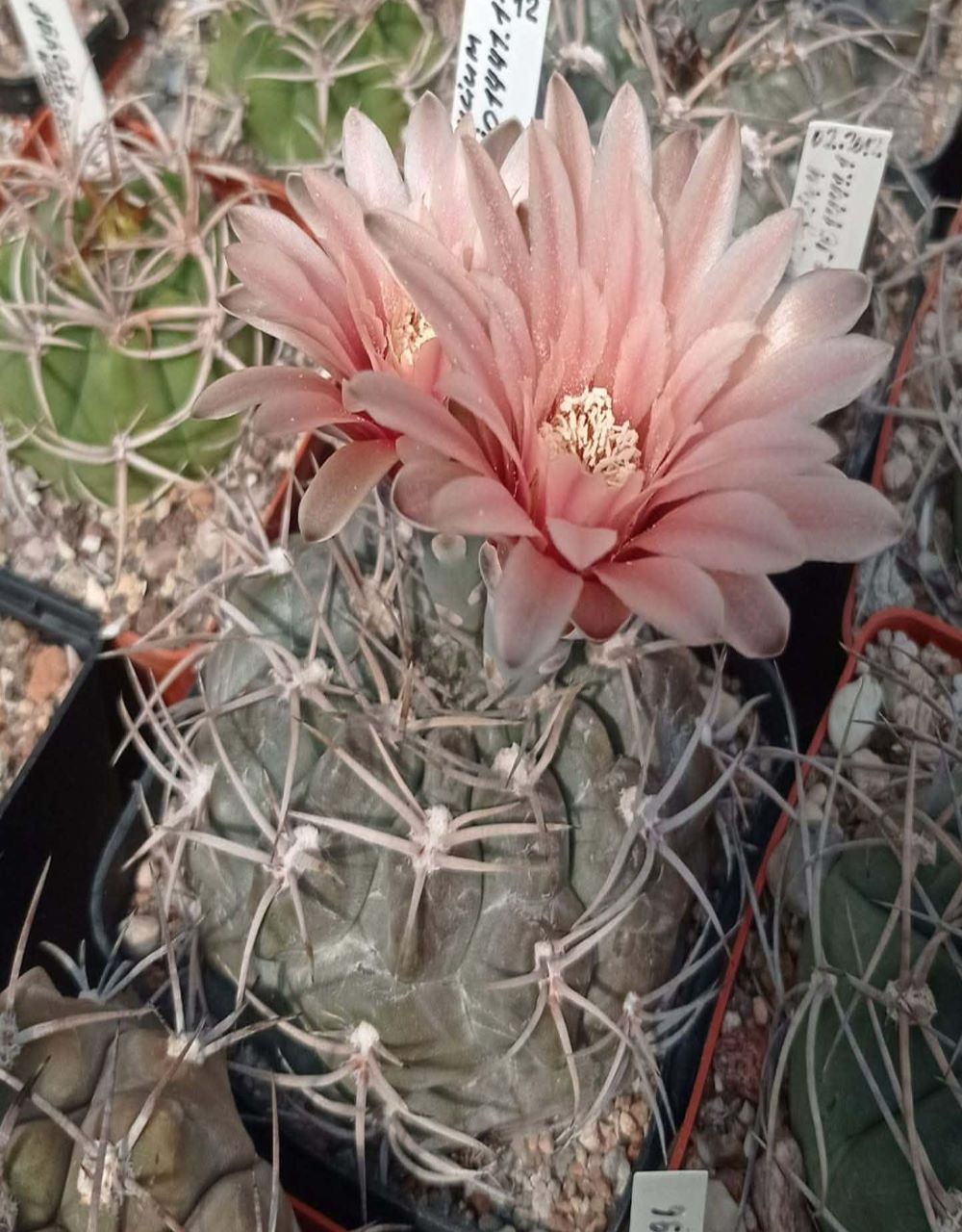 LOT1022 20 SEEDS/20 СЕМЕНА Gymnocalycium fischeri JO1441.1 2025