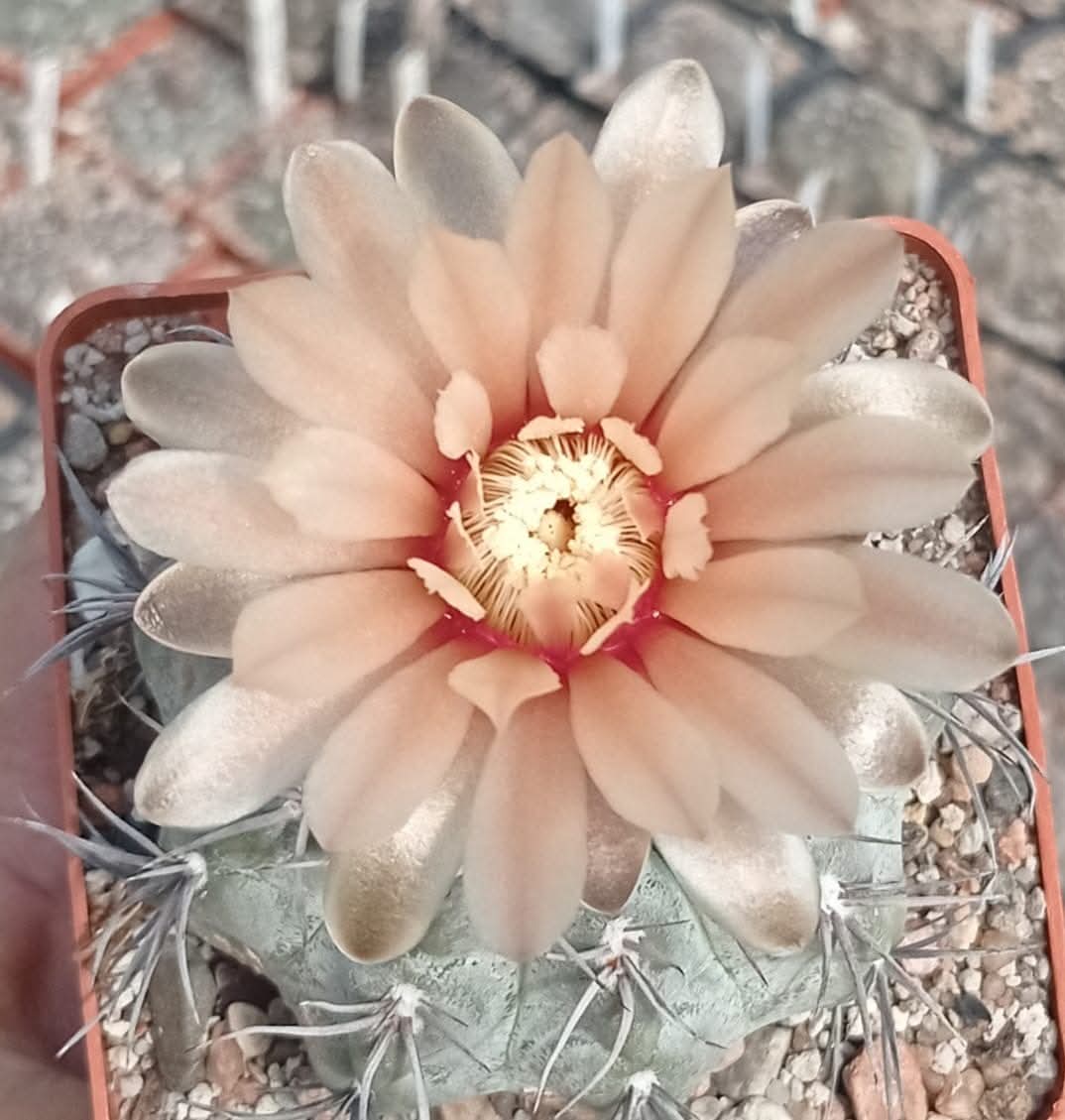LOT1022 20 SEEDS/20 СЕМЕНА Gymnocalycium fischeri JO1441.1 2025 - Image 2