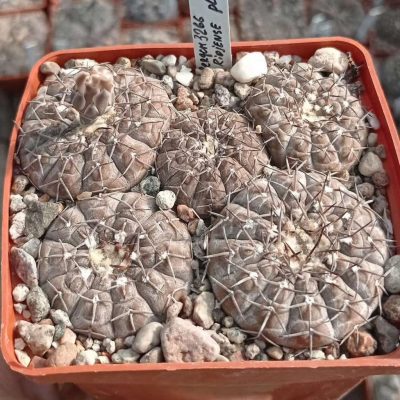 LOT1023  20 SEEDS/20 СЕМЕНА   Gymnocalycium platygon STO356  2025