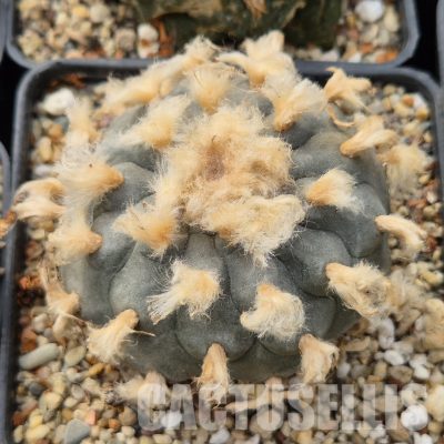 LOT1045 10 SEEDS/10 СЕМЕНА Anhalonium grymii RS268 , 2025