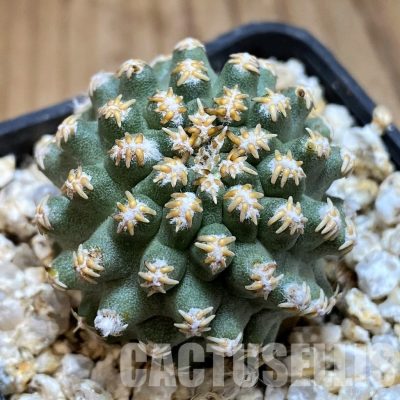 LOT1046 10 SEEDS/10 СЕМЕНА  Pygmaeocereus bieblii , 2025
