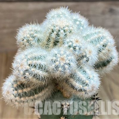LOT1047 10SEEDS/10 СЕМЕНА  Pygmaeocereus akersii , 2025