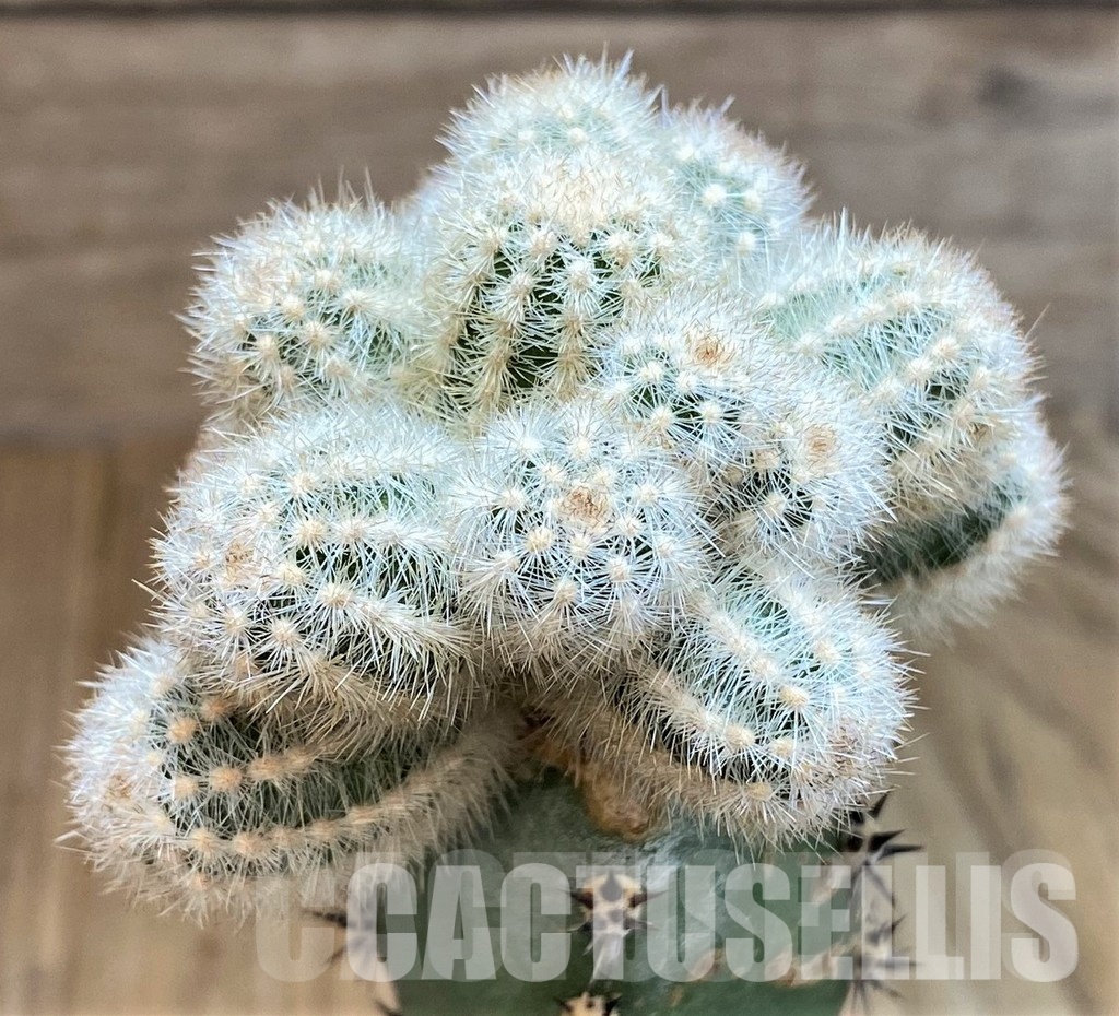 LOT1047 10SEEDS/10 СЕМЕНА Pygmaeocereus akersii , 2025