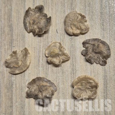 LOT1050 5SEEDS/5 СЕМЕНА  Pterocactus megliolii HU349 , 2025