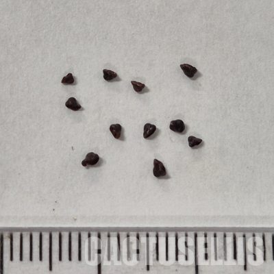 LOT1051 10SEEDS/10 СЕМЕНА  Matucana madisoniorum f. albiflora , 2025