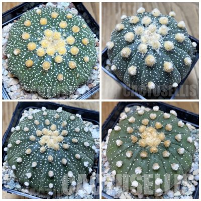 LOT1058 10 SEEDS/10 СЕМЕНА   Astrophytum asterias v.multicostatum 13 ribs -Tailand- mix 2025