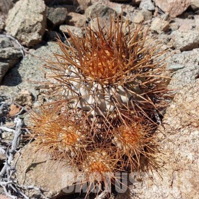 LOT1059 10 SEEDS/10 СЕМЕНА  Copiapoa haseltoniana -N. Taltal- 2025