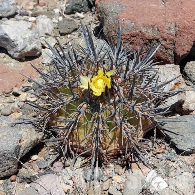 LOT1060 10 SEEDS/10 СЕМЕНА  Copiapoa echinoides -Qebrada Baratillo- 2025