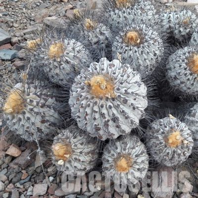 LOT1061 10 SEEDS/10 СЕМЕНА  Copiapoa haseltoniana -N. Paposo- 2025