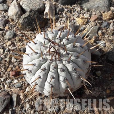 LOT1062 10 SEEDS/10 СЕМЕНА  Copiapoa cinerea v albispina f. single spined, -San Ramon Valley- 2025