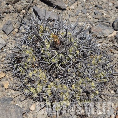LOT1063 10 SEEDS/10 СЕМЕНА  Copiapoa coquimbana, -S. of Freirina- 2025