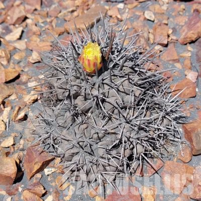 LOT1064 10 SEEDS/10 СЕМЕНА  Copiapoa coquimbana v.fiedleriana -South of Huasco- 2025