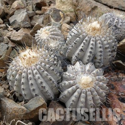 LOT1065 10 SEEDS/10 СЕМЕНА  Copiapoa cinerea v albispina -N. of Taltal- 2025