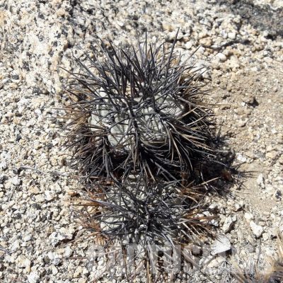 LOT1066 10 SEEDS/10 СЕМЕНА  Copiapoa calderana -N. of Caldera- 2025