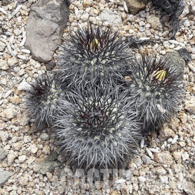LOT1067 10 SEEDS/10 СЕМЕНА  Copiapoa longistaminea -Caleta Huanillos- 2025
