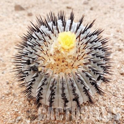 LOT1068 10 SEEDS/10 СЕМЕНА  Copiapoa columna-alba -Tigrillo Valley- 2025