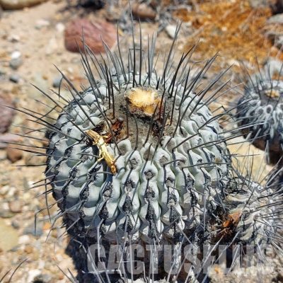 LOT1069 10 SEEDS/10 СЕМЕНА  Copiapoa dealbata 1-spine-per-areole form! -Carrizal Bajo- 2025