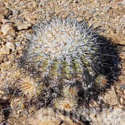 LOT1070 10 SEEDS/10 СЕМЕНА  Copiapoa cinerascens -N of Chanaral- 2025