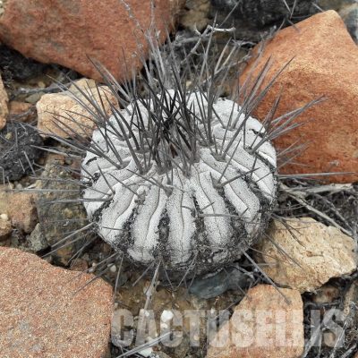 LOT1071 10 SEEDS/10 СЕМЕНА  Copiapoa dealbata -Quebrada Mala- 2025
