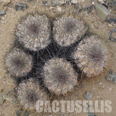 LOT1072 10 SEEDS/10 СЕМЕНА  Copiapoa grandiflora -Esmeralda- 2025