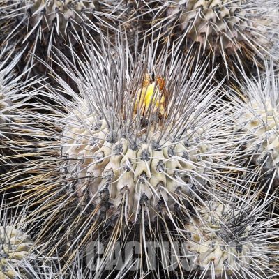 LOT1073 10 SEEDS/10 СЕМЕНА  Copiapoa dealbata -N. of Carrizal Bajo- 2025