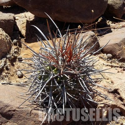 LOT1075 10 SEEDS/10 СЕМЕНА  Copiapoa coquimbana f. armata -Quebrada Quebradita- 2025