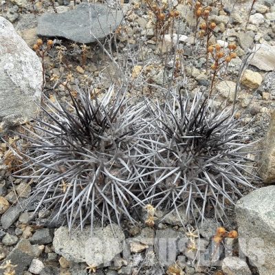 LOT1076 10 SEEDS/10 СЕМЕНА  Copiapoa echinata -Quebrada Mala- 2025
