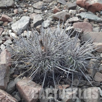 LOT1077 10 SEEDS/10 СЕМЕНА  Copiapoa coquimbana v fiedleriana -N of Huasco- 2025