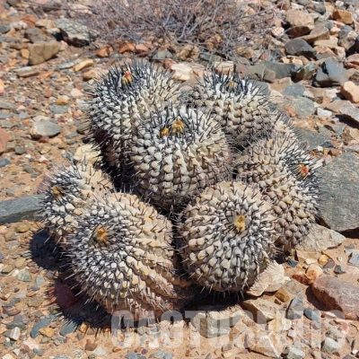 LOT1078 10 SEEDS/10 СЕМЕНА  Copiapoa cinerea -SE. of Taltal- 2025