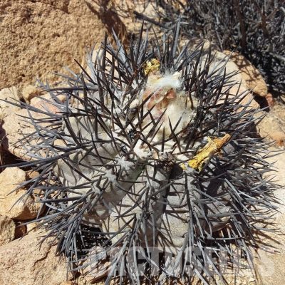 LOT1079 10 SEEDS/10 СЕМЕНА  Copiapoa griseoviolacea -S of Freirina- 2025