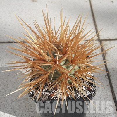 LOT1080 10 SEEDS/10 СЕМЕНА Tephrocactus fiambalensis, YELLOW OR BLACK SUPER STRONG and LONG SPINES 2025