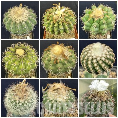 LOT1082 100 SEEDS/100 СЕМЕНА Discocactus mix , 2024