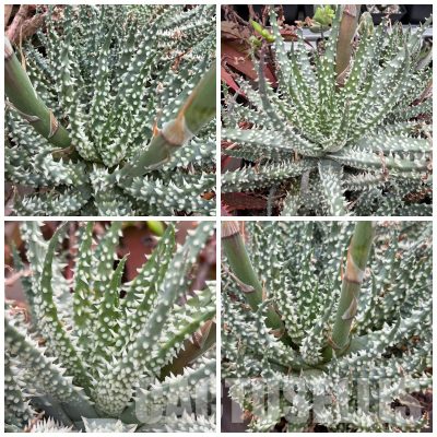 LOT1084 10 SEEDS/10 СЕМЕНА Aloe humilis x pratensis 2026