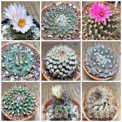 LOT1083 20 SEEDS/20 СЕМЕНА Turbinicarpus mix , 2025