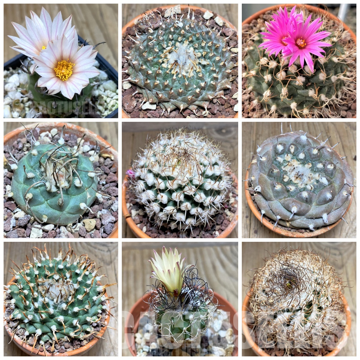 LOT1083 20 SEEDS/20 СЕМЕНА Turbinicarpus mix , 2025