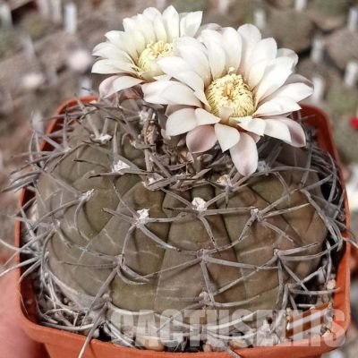 LOT1085 20 seeds/20 СЕМЕНА  Gymnocalycium bodenbenderianum v. pipanacoense P140   2025