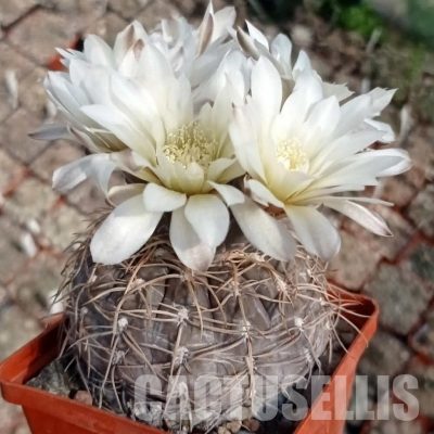 LOT1087 20 seeds/20 СЕМЕНА  Gymnocalycium borthii v.nogolense VG411/2   2025