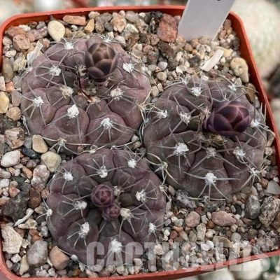 LOT1088 20 seeds/20 СЕМЕНА  Gymnocalycium ferrari P136   2025